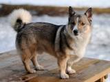0d5ad3ea7b5233392e77a58fe8ea7544 Шведський вальхунд (Вестготський шпіц): опсиание породи собак з фото і відео