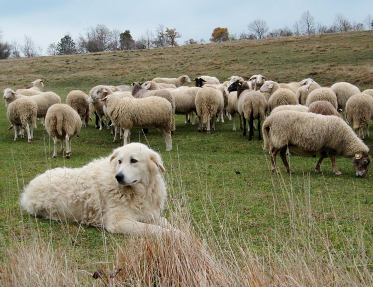 15e8f2f48162baff6b31b79f2d3f3595 Мареммо абруццкая вівчарка: опис породи собак з фото і відео