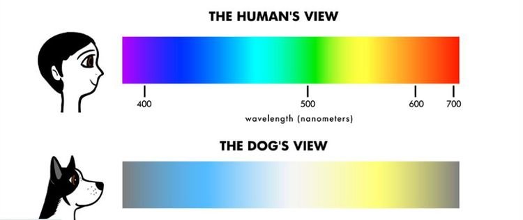 1f0d7421af5e216225ace47bdc45df48 Розрізняють собаки кольору | які кольори бачать