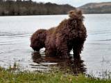 2188133acce2860b51ce2dc052362ef3 Іспанська водяна собака: опис породи собак з фото і відео