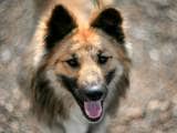 26ebfc0dc21a0dfe42c42d8d89d9b0a2 Ненецкая лайка (оленегонная): опис породи собак з фото і відео