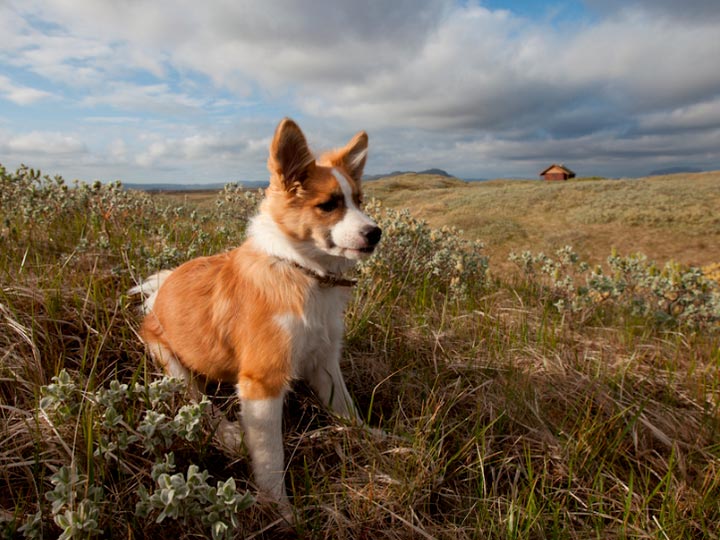 27163b594270390cb73df3fbcaf1325b Ісландська собака: докладний опис породи з фото і відео