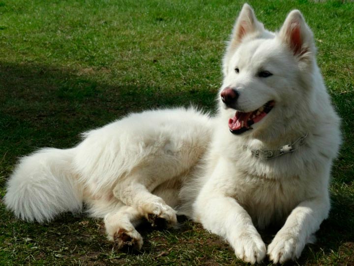 27e0f98e0d0385f6b742faac215cfd95 Якутська Лайка: опис породи собак з фото і відео