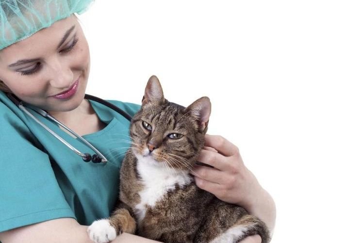 2e7b12b1a47cf285fd5a5d2f459acfef Виразки у кішки або кота на тілі: що робити, причини, лікування