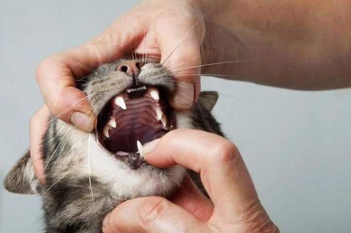 32bfc11d3354356bedead96e5d15f0ea Слинотеча у кішок і котів: причини і лікування