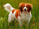 32fce80ddf3862549761fd12a68978eb Коикерхондье (Коикер, Голландський спанієль): про породу собак з фото і відео