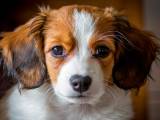 3410411991d95cce4bc4d3b9fdad1eab Коикерхондье (Коикер, Голландський спанієль): про породу собак з фото і відео