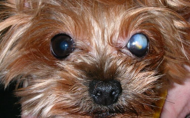 3f18268f5aadee48a5252e351a275f7d Більмо на оці собаки: причини і лікування