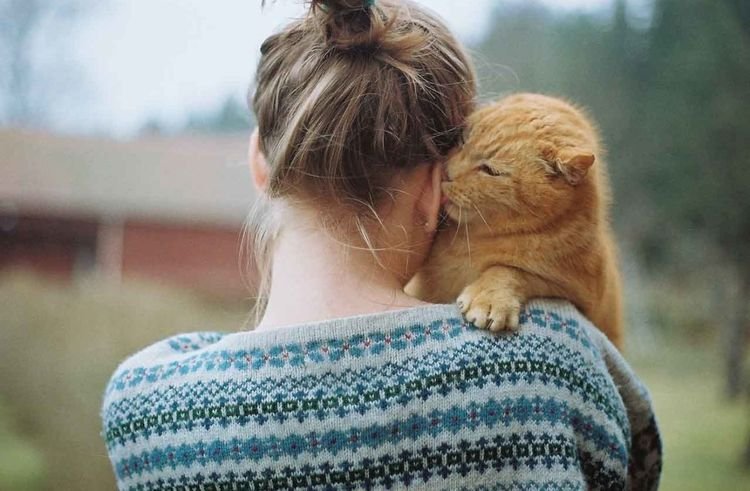  Як зрозуміти, що кіт вас любить | як дізнатися ставлення кішки