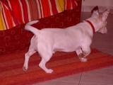 3f5b0218256a7ae35c7743bf02ac4a5d Алопекис (Маленька грецька собака): опис породи з фото і відео