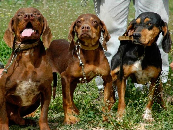 426aa82eaa697c8c476014723884e5d9 Каталбурун (Турецька гонча): опис породи собак з фото і відео