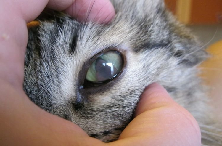 43ecbe48724c598bb54f770f80dc7e7e У кота або кішки побілів очей | хвороба, причина, що робити