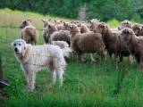 457de6bfd396ce6d6e229cbb514524f1 Мареммо абруццкая вівчарка: опис породи собак з фото і відео