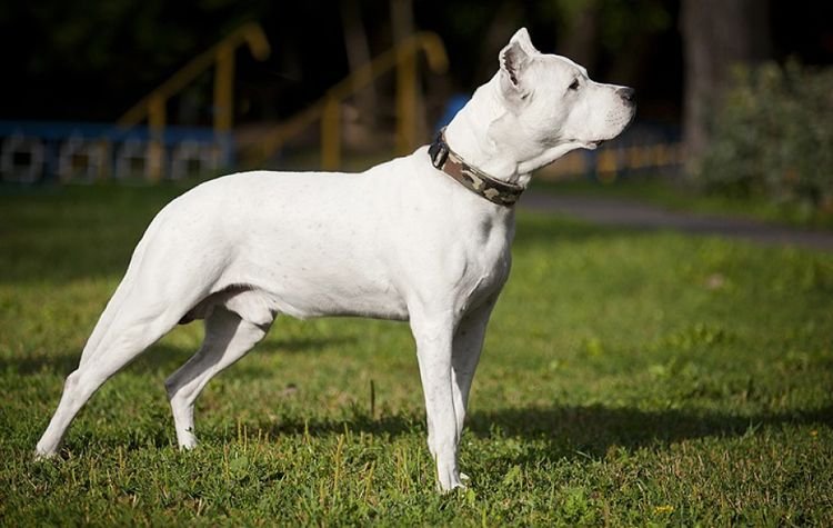 46841f578d8cc1d2e9c5e012fd9d5d2d Велика біла собака: назва породи, фото