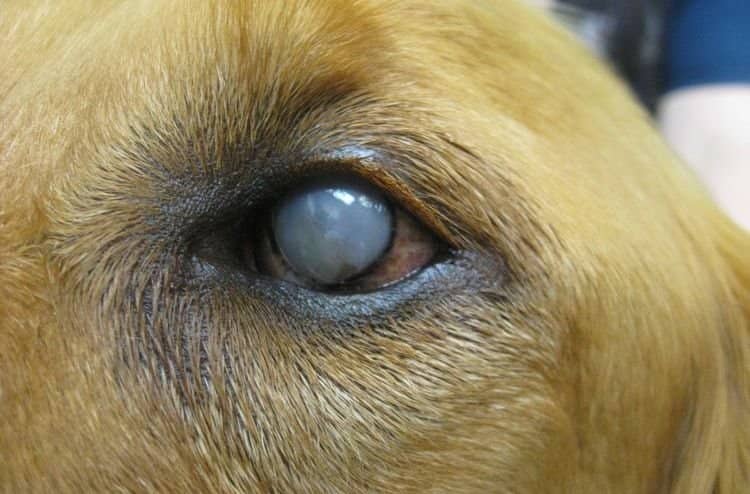 47a61720353cfc47770e6e47ef883b93 Більмо на оці собаки: причини і лікування