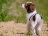 48626e7fea832834ba7ba678dc26e93d Коикерхондье (Коикер, Голландський спанієль): про породу собак з фото і відео