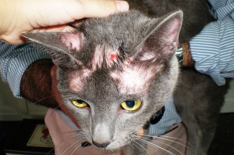 489fedcd621b6da0fcecd485d80134fb Коростяний кліщ у кішок і котів | лікування, симптоми, фото