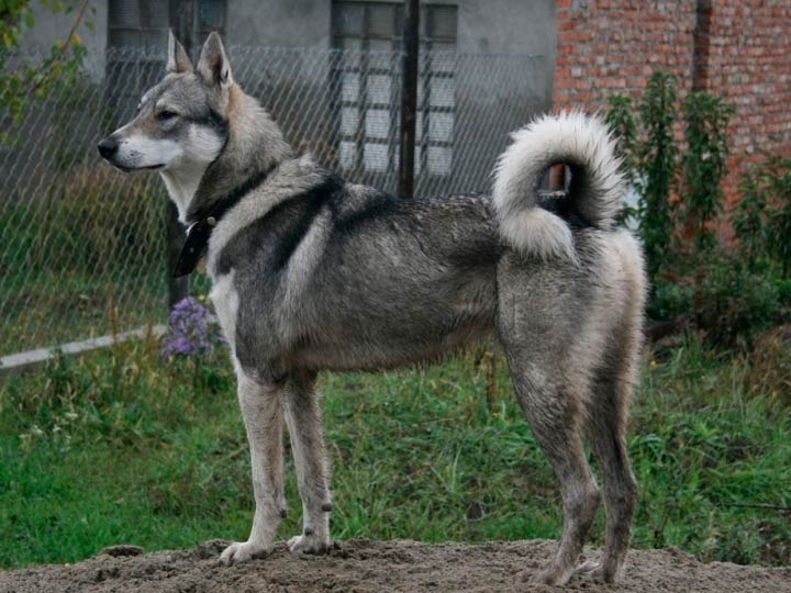4ade009ac5b072238e035c1e46a3ed95 Західносибірська лайка (ЗСЛ): опис породи собак з фото і відео