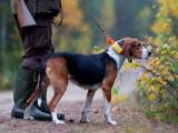4ae41116bd5d1e0999a095b27184f661 Фінська гонча: опис породи собак з фото і відео