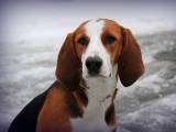 4d2b24ea8161ae06455cfdcd13ec029d Фінська гонча: опис породи собак з фото і відео
