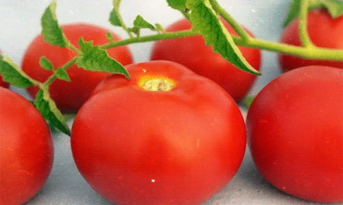 4d7be9bb076e36fd42b8922f677ce6bf Кращі сорти томатів для відкритого грунту + які сорти помідор (томати) найурожайніші