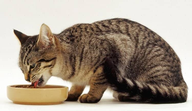 50e46118857fe2a481a75a2e01437beb Чому кішки закопують їжу | миску з їжею лапою
