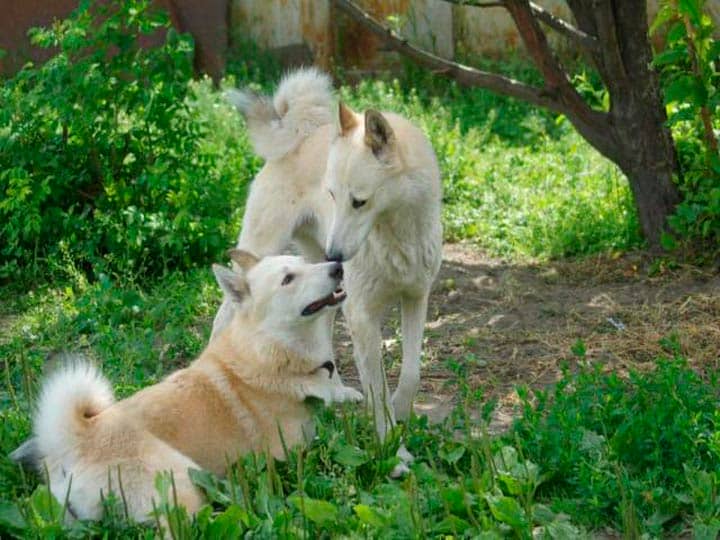 543d1cf84e591ea3cca30d4ba21c22fa Західносибірська лайка (ЗСЛ): опис породи собак з фото і відео