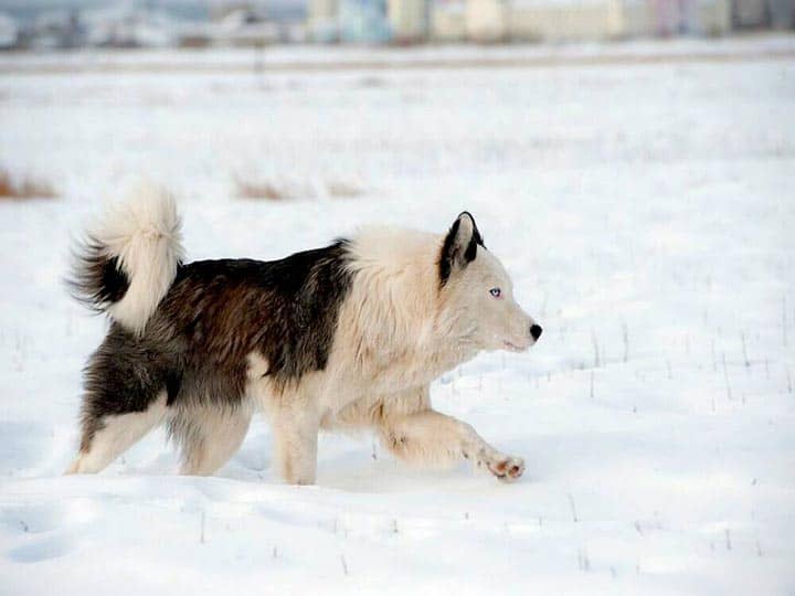 568afb0df2ba4c82d68693e5af59529a Якутська Лайка: опис породи собак з фото і відео