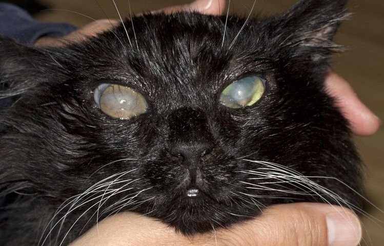 573a1acfc24ce5ec440f74b1d8b1d61e Більмо на оці у кішок і котів | як лікувати, що робити, фото