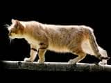575d69f4f42ea7c08807be8034756df3 Барханный кіт (піщана кішка): в дикій природі та неволі, фото, відео, ціна