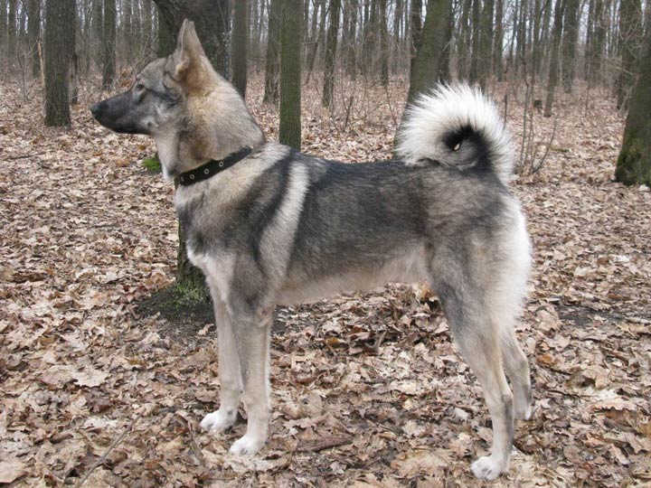 590625cbabed57dd0e2d50331e897f7d Західносибірська лайка (ЗСЛ): опис породи собак з фото і відео