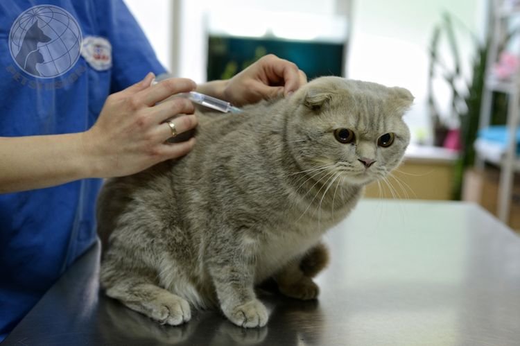 5a4f7dd65fee86aad452dc3589ae310d Фелоцел вакцина для кішок і котів: інструкція по застосуванню, ціна, відгуки