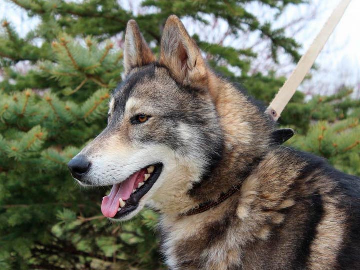 5c763a98669b51e5b04d60bd4fc44e65 Західносибірська лайка (ЗСЛ): опис породи собак з фото і відео