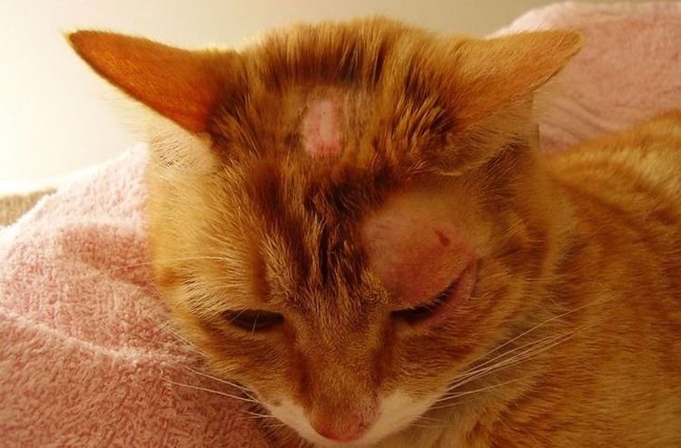 5d6086a6a8428f31e28450a95e48bda1 Рани на шиї і на тілі у кішок і котів: причини і лікування | що робити