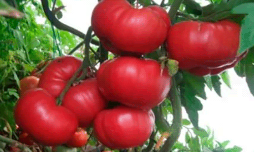 5ddb45794342a92e045b81bfb0155878 Кращі сорти томатів для відкритого грунту + які сорти помідор (томати) найурожайніші