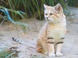 5e13c8f978c658c05635b5af969e7f8d Барханный кіт (піщана кішка): в дикій природі та неволі, фото, відео, ціна
