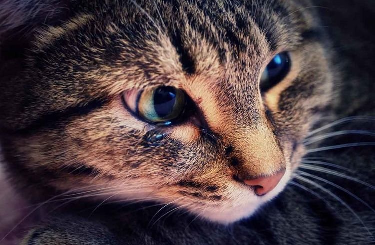5f41c9c4febda03f3baf36370014481c У кішки або кота коричневі виділення з очей: причини і лікування темної рідини