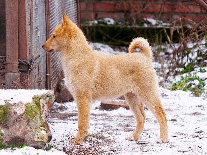 5f9a354f3a632f47d4d91e2a76d56033 Західносибірська лайка (ЗСЛ): опис породи собак з фото і відео