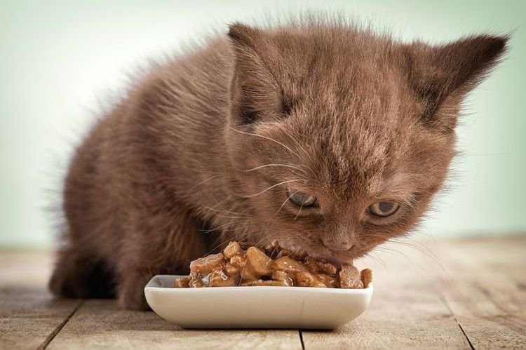  Яким кормом годувати кішку британську