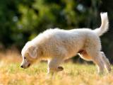 6162bd35c6c0644533cada11138c586a Мареммо абруццкая вівчарка: опис породи собак з фото і відео