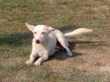 67f6cba7ab58b3af29f9e9b26faad699 Алопекис (Маленька грецька собака): опис породи з фото і відео