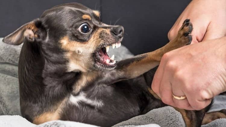 6827a005adef28b775a7a9ae43f5fc1b Найбільш агресивні породи собак в світі: топ 10 | назви з фотографіями