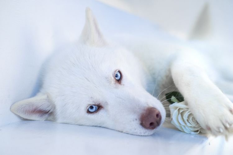 Як називається порода білої великої собаки?