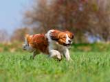 6fcf0a48a02de7f0a8955b900d4f2b53 Коикерхондье (Коикер, Голландський спанієль): про породу собак з фото і відео