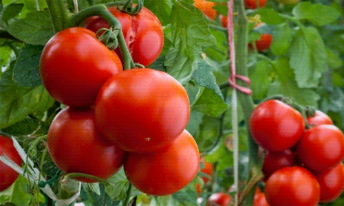 75fc8dbb44e2ba82a47dfe0b45679f5c Кращі сорти томатів для відкритого грунту + які сорти помідор (томати) найурожайніші