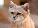 77766c42a13172b5d08c2bf33609fc41 Барханный кіт (піщана кішка): в дикій природі та неволі, фото, відео, ціна
