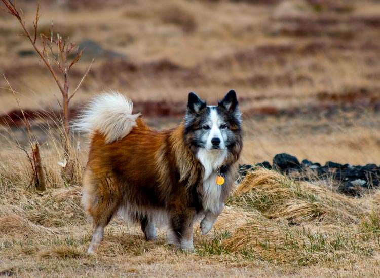 79c028e6b044c89f60f3e0ede21cf40e Ісландська собака: докладний опис породи з фото і відео