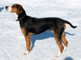 7abb1651d57815b9352c6659c4e4a17d Фінська гонча: опис породи собак з фото і відео