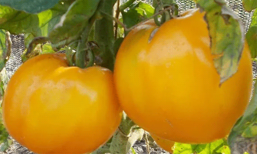7afbc3280f63a7d95b6c076d15564ac7 Кращі сорти томатів для відкритого грунту + які сорти помідор (томати) найурожайніші