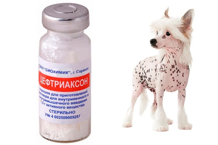 Цефтриаксон можно котам. Нитокс 200 для телят. Антибиотик в таблетках для животных цеф. Антибиотик для собак. Антибиотики для собак в таблетках.